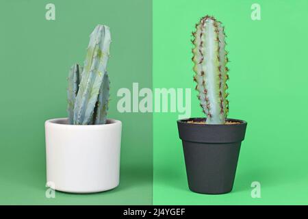 Comparaison entre la plante réelle et fausse. Myrtillocactus naturel en pot Cactus à côté de la plante en plastique Banque D'Images