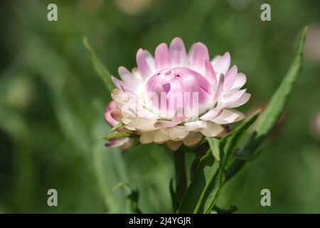 Rose magnifique hélicrysum dans le jardin de près. Fleur d'été Banque D'Images