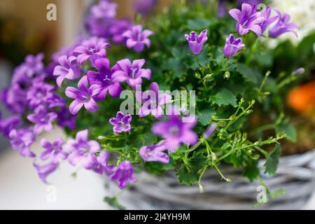 Campanula persicifolia (feuilles de pêche de Bellflower, Campanula persan ou bâton Jacob), fleurs de cloche pourpres en panier en osier à vendre. Fleuriste Banque D'Images