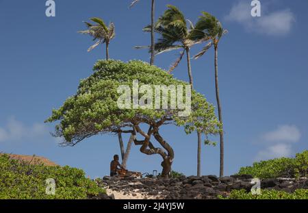 Un mâle se réfugiant au soleil chaud sous le Koa Tree Ohau Hawaii Banque D'Images