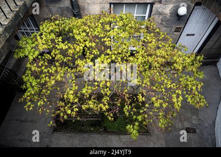 Un acer au printemps entrant dans la feuille à l'extérieur d'un plat de sous-sol dans la nouvelle ville d'Édimbourg. Banque D'Images