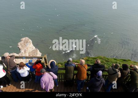 Les ornithologues se rassemblent dans la réserve naturelle de Bempton Cliffs pour voir un rare Albatros à sourcils noirs Banque D'Images