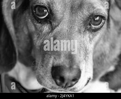 Un beagle anglais tricolore (Canis lupus familiaris) regarde shyly dans la caméra. Banque D'Images