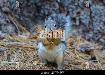 Écureuil de Douglas, Tamiasciurus douglasii dans les grands arbres de Calaveras Banque D'Images