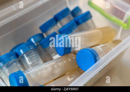tube à centrifuger avec un milieu nutritif pour le développement du mycélium. Mycologie professionnelle, culture de champignons Banque D'Images