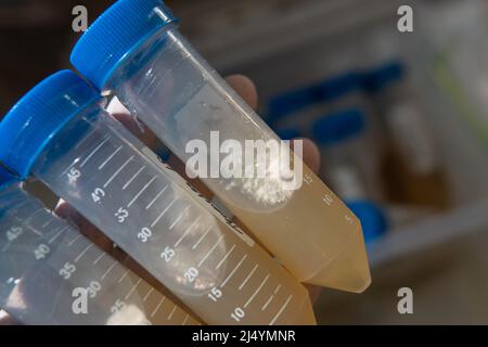 tube à centrifuger avec un milieu nutritif pour le développement du mycélium. Mycologie professionnelle, culture de champignons Banque D'Images