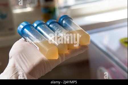tube à centrifuger avec un milieu nutritif pour le développement du mycélium. Mycologie professionnelle, culture de champignons Banque D'Images