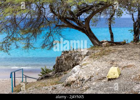 Big Tree et la mer des Caraïbes dans différentes nuances de bleu à Playa Jeremi sur l'île des Caraïbes Curaçao Banque D'Images