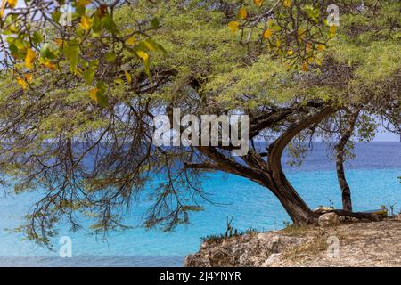 Big Tree et la mer des Caraïbes dans différentes nuances de bleu à Playa Jeremi sur l'île des Caraïbes Curaçao Banque D'Images