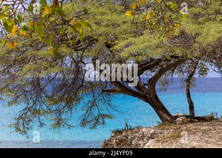 Big Tree et la mer des Caraïbes dans différentes nuances de bleu à Playa Jeremi sur l'île des Caraïbes Curaçao Banque D'Images