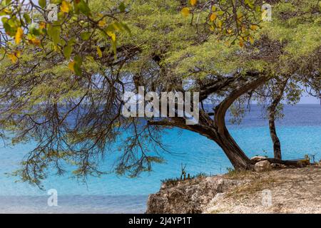 Big Tree et la mer des Caraïbes dans différentes nuances de bleu à Playa Jeremi sur l'île des Caraïbes Curaçao Banque D'Images