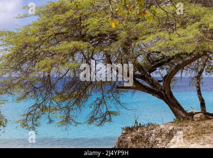 Big Tree et la mer des Caraïbes dans différentes nuances de bleu à Playa Jeremi sur l'île des Caraïbes Curaçao Banque D'Images