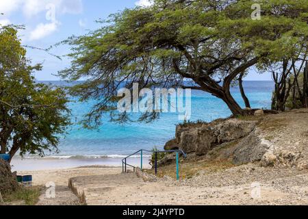 Big Tree et la mer des Caraïbes dans différentes nuances de bleu à Playa Jeremi sur l'île des Caraïbes Curaçao Banque D'Images