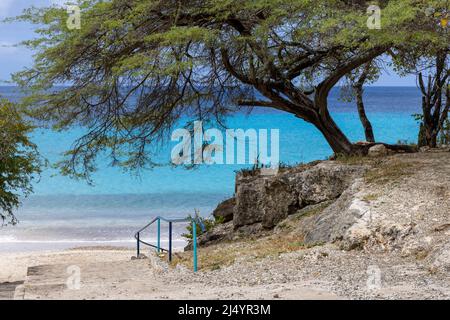 Big Tree et la mer des Caraïbes dans différentes nuances de bleu à Playa Jeremi sur l'île des Caraïbes Curaçao Banque D'Images