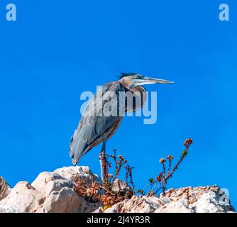 Grand héron bleu perché sur une falaise de roche à la plage de Corona Del Mar à Newport Beach en Californie, par une journée ensoleillée Banque D'Images