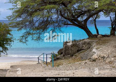 Big Tree et la mer des Caraïbes dans différentes nuances de bleu à Playa Jeremi sur l'île des Caraïbes Curaçao Banque D'Images