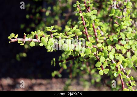 Jadebaum ( Portulacaria afra), Auch Speckbaum oder Elefantenbaum, Fuerteventura, Espagnol Banque D'Images