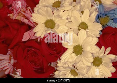 Vue colorée sur les pâquerettes et les roses pendant la saison de pâques Banque D'Images