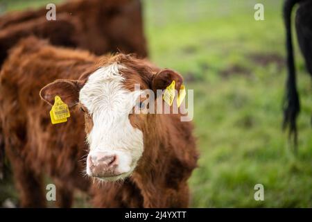 jeunes vaches dans les pâturages, en liberté, en reproduction Banque D'Images