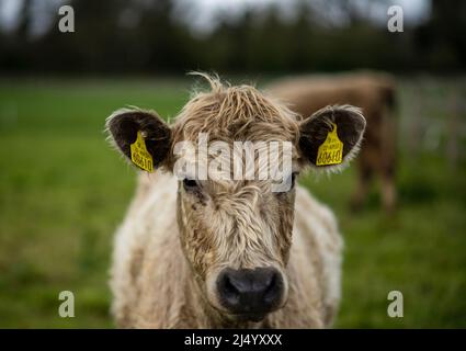 jeunes vaches dans les pâturages, en liberté, en reproduction Banque D'Images