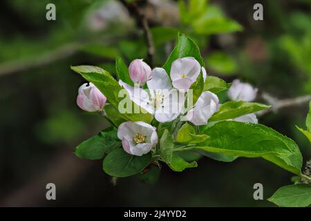 Fleur de printemps blanche pommier (Malus domestica) et bourgeons roses gros plan, fleurs délicates sur un arbre dans un jardin à Surrey, dans le sud-est de l'Angleterre Banque D'Images
