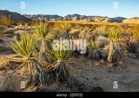 Lever du soleil sur Indian Cove, parc national de Joshua Tree, Californie, États-Unis. Banque D'Images