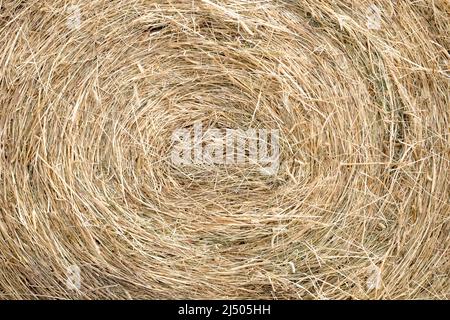 Fin d'une balle ronde de foin. Le motif de paille est circulaire. Vue en gros plan. Banque D'Images