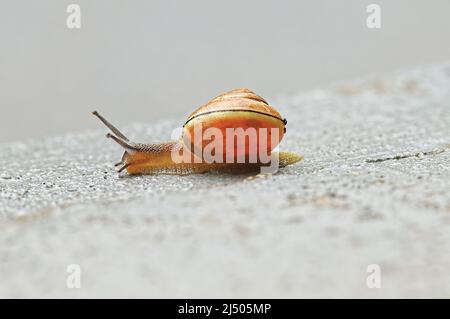 L'escargot de la Grove ou l'escargot à lèvres brunes (Cepaea nemoralis) s'étirent et se déplacent le long du sol. Colombie-Britannique, Canada. Banque D'Images