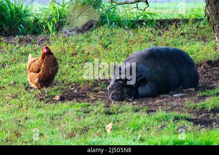 Animaux domestiques sur une ferme. Un poulet domestique (Gallus domesticus) et un cochon à ventre en pot (sus scrofa domesticus). Banque D'Images