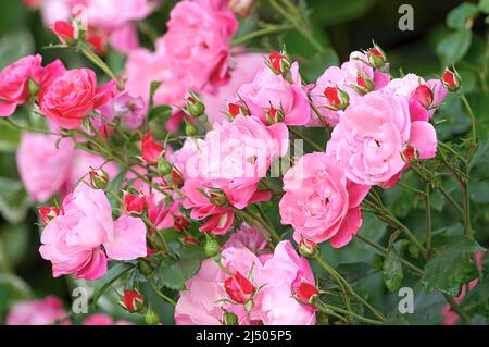 Rose Rose Bush (Rosa `Bonica) Banque D'Images