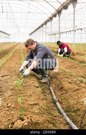 Agriculteurs travaillant en serre Banque D'Images