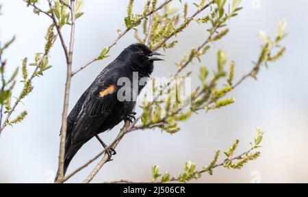 Un oiseau-noir à aigree rouge mâle, Agelaius phoeniceus, appelle à la présence d'un compagnon dans un milieu humide canadien. Banque D'Images
