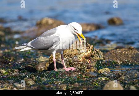 Un mouette à ailes de Glaucous, Larus glaucescens, attrape un crabe pour le dîner. Banque D'Images