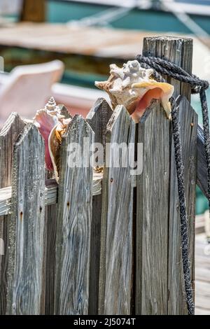 Coquillages exposés sur une clôture en bois à une marina sur Bimini aux Bahamas. Banque D'Images