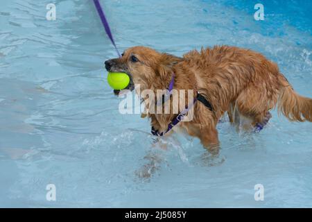 Chien brun de race mixte avec tennis tenu dans la bouche dans la piscine Banque D'Images