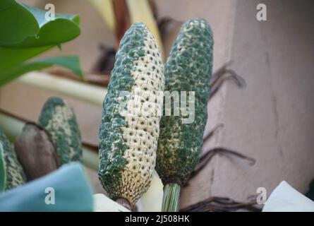 Un fruit variégé de Monstera deliciosa Albo Banque D'Images