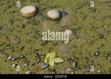 Fond du lac près du bord de l'eau avec pierres submergées et feuille flottante Banque D'Images