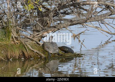 Des tortues coulissantes à la mer, baignées de lumière du soleil, se dressent sur l'île du lac Banque D'Images