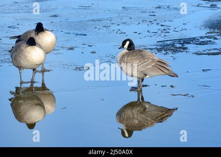 Bernaches de Cackling ou branta hutchinsii avec des réflexions debout sur la glace recouverte d'eau sur le lac Banque D'Images