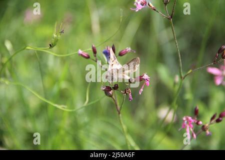 Autographa Silver y Moth, Plusiinae, sur des fleurs de Silene flos-cucuci sur fond vert flou. Banque D'Images