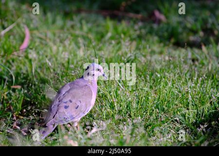 Dove élevé (Zenaida auriculata), marchant sur l'herbe à la recherche de sa nourriture. Banque D'Images