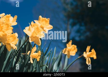 Jonquilles photographiés contre un ciel bleu vif. Banque D'Images