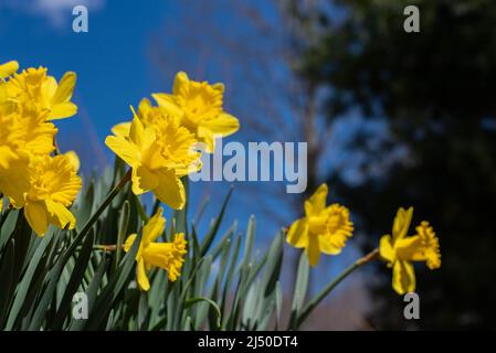 Jonquilles photographiés contre un ciel bleu vif. Banque D'Images