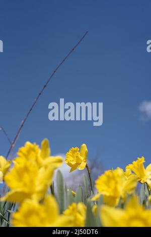 Jonquilles photographiés contre un ciel bleu vif. Banque D'Images