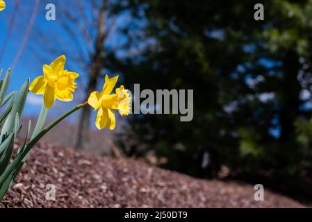 Jonquilles photographiés contre un ciel bleu vif. Banque D'Images