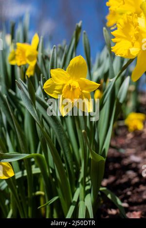 Jonquilles photographiés contre un ciel bleu vif. Banque D'Images