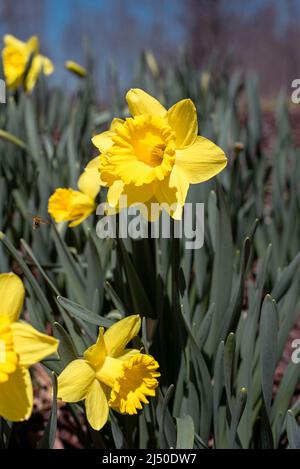 Jonquilles photographiés contre un ciel bleu vif. Banque D'Images