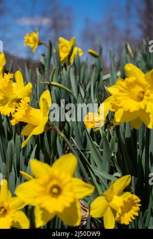 Jonquilles photographiés contre un ciel bleu vif. Banque D'Images