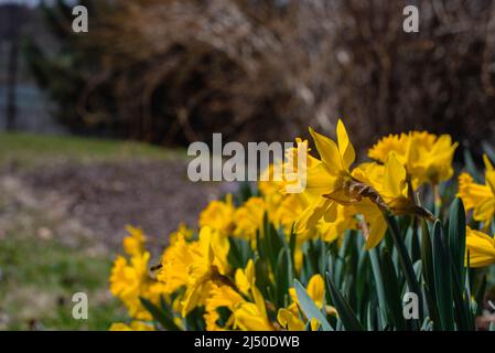 Jonquilles photographiés contre un ciel bleu vif. Banque D'Images