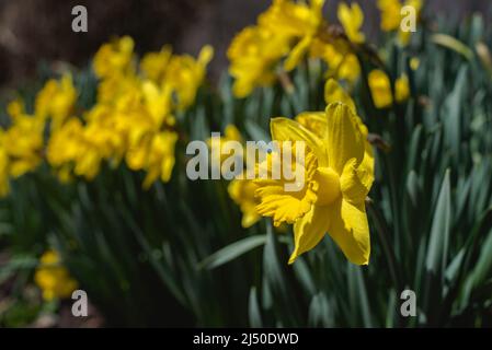 Jonquilles photographiés contre un ciel bleu vif. Banque D'Images